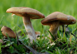 Intoxications liées à la consommation de champignons